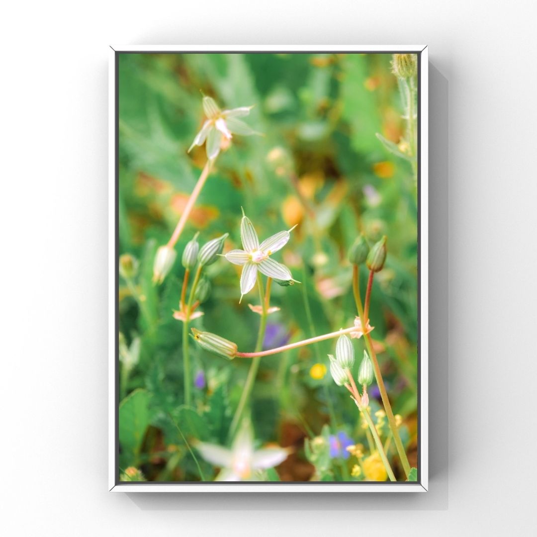 Levantine Kingdom of Tiny Flowers I