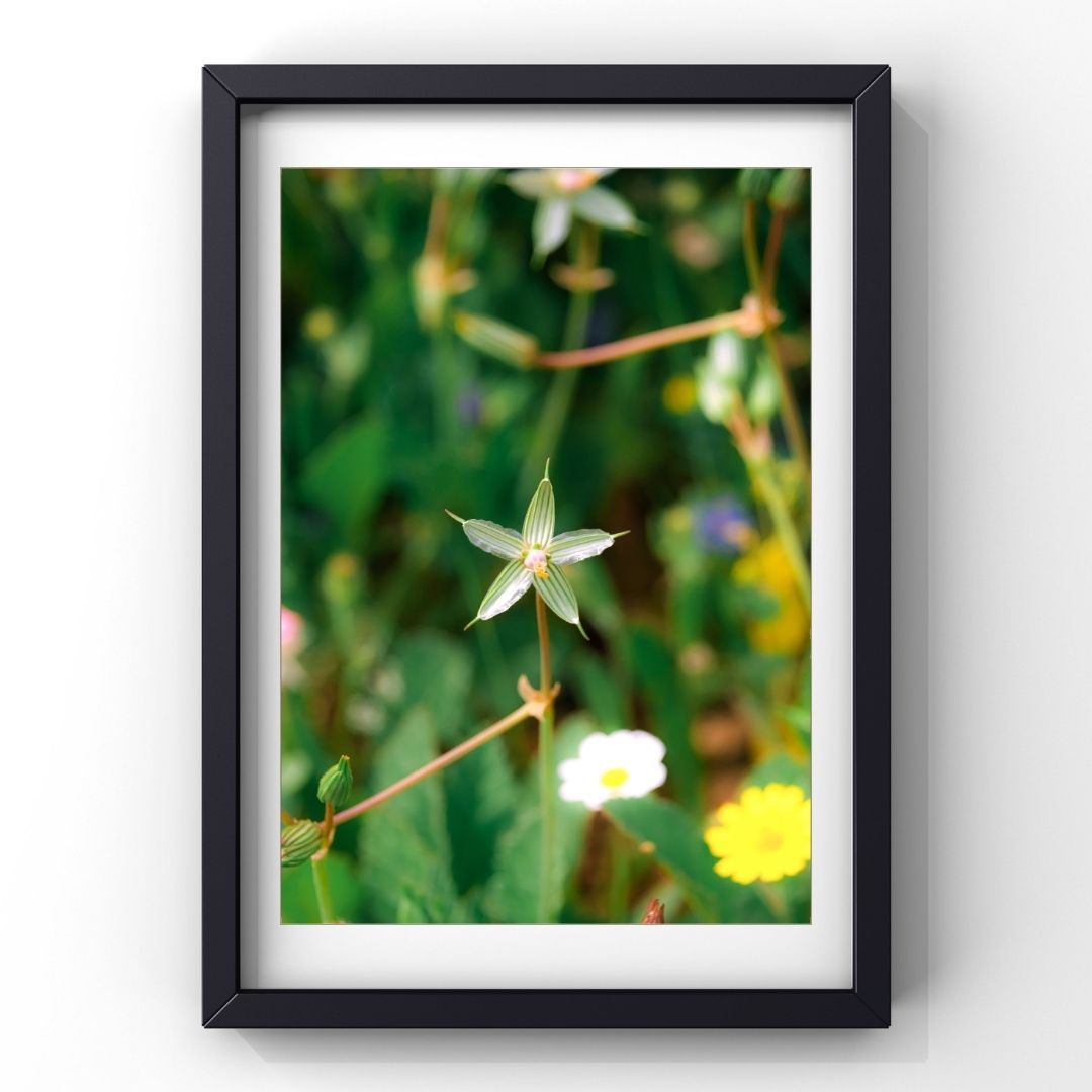 Levantine Kingdom of Tiny Flowers V