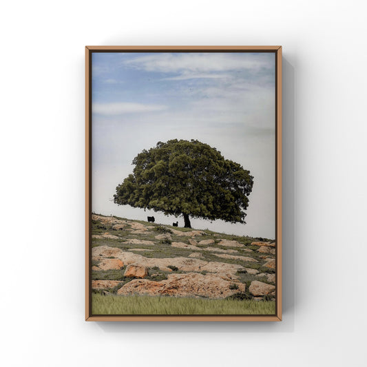 Under The Sahabi Tree - Jordan