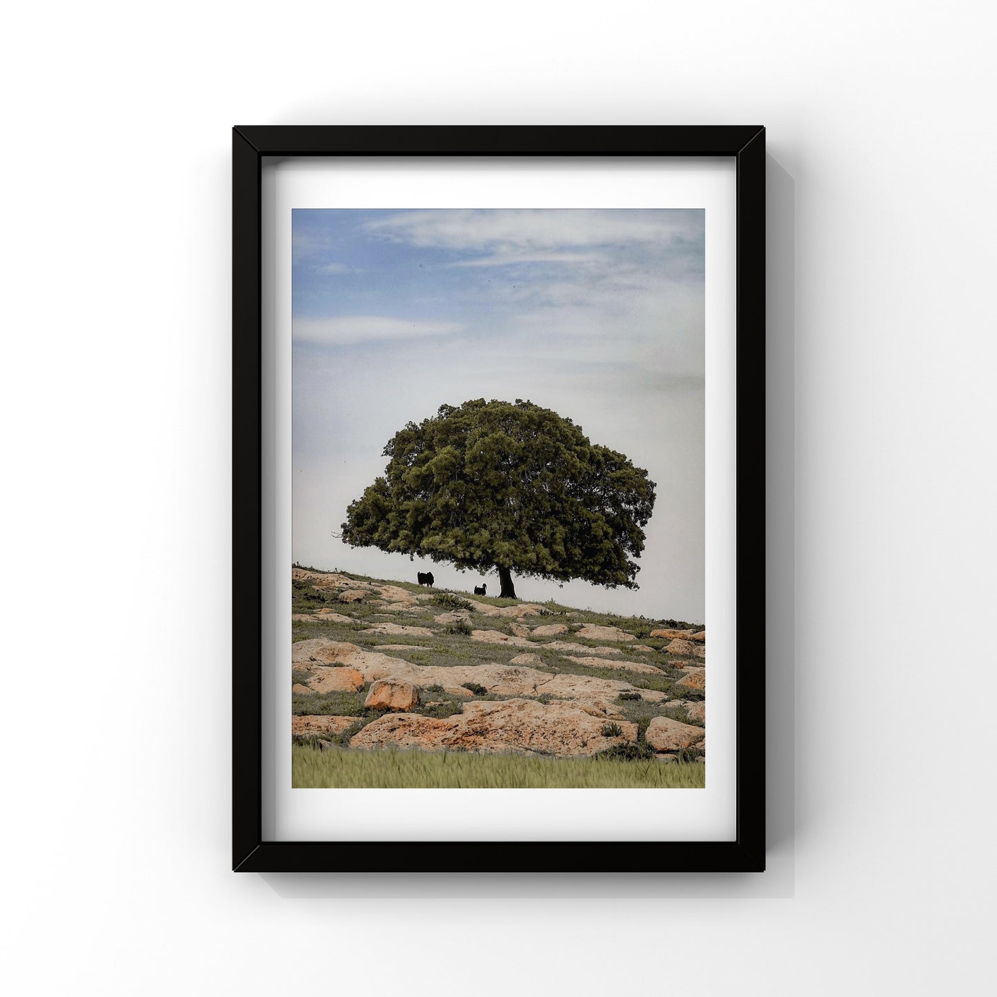 Under The Sahabi Tree - Jordan