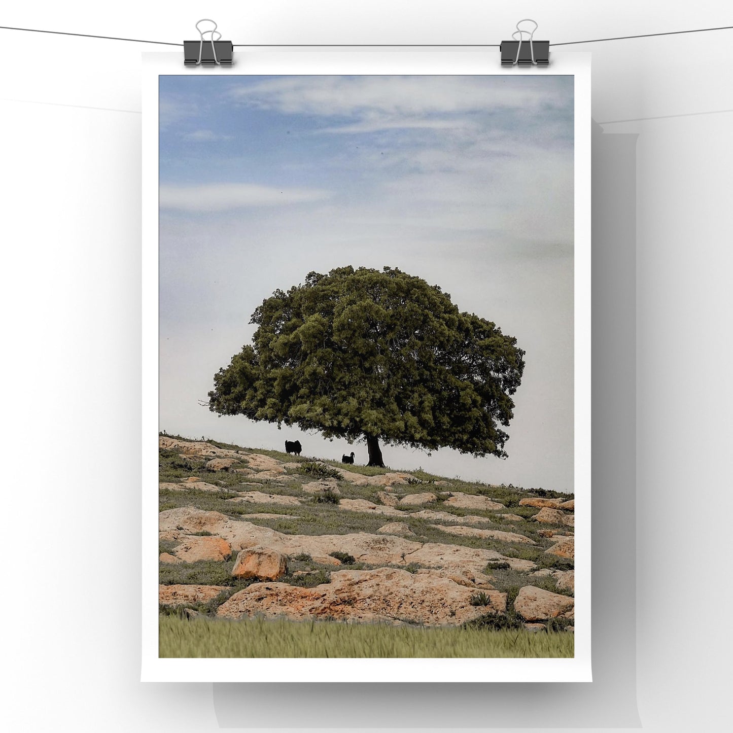 Under The Sahabi Tree - Jordan