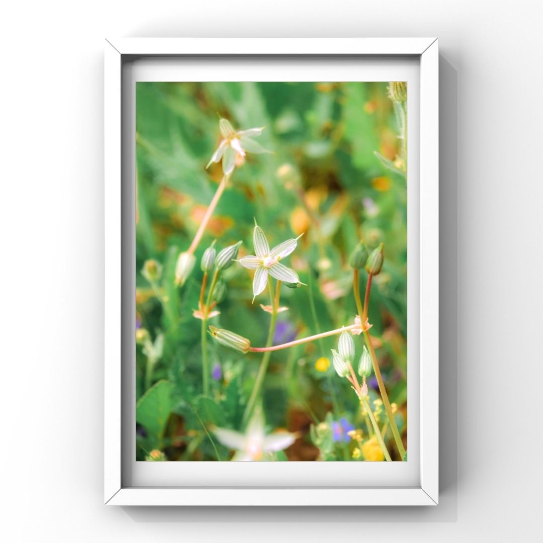 Levantine Kingdom of Tiny Flowers I
