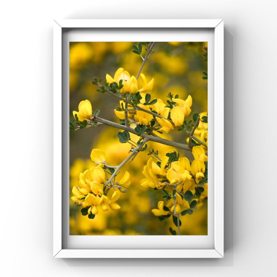 Levantine Kingdom of Tiny Flowers XI