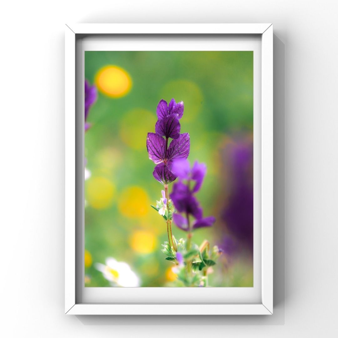 Levantine Kingdom of Tiny Flowers III