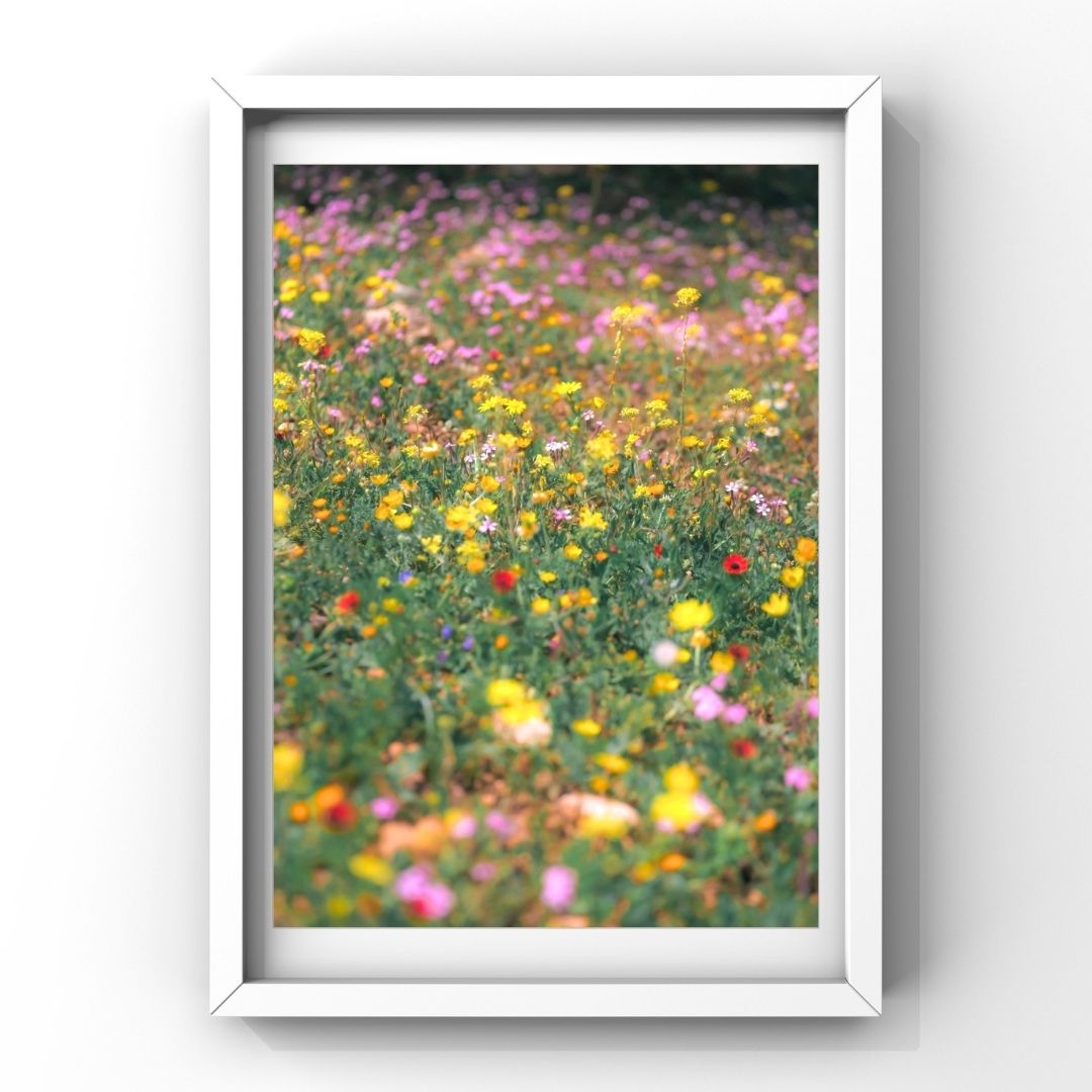 Levantine Kingdom of Tiny Flowers II