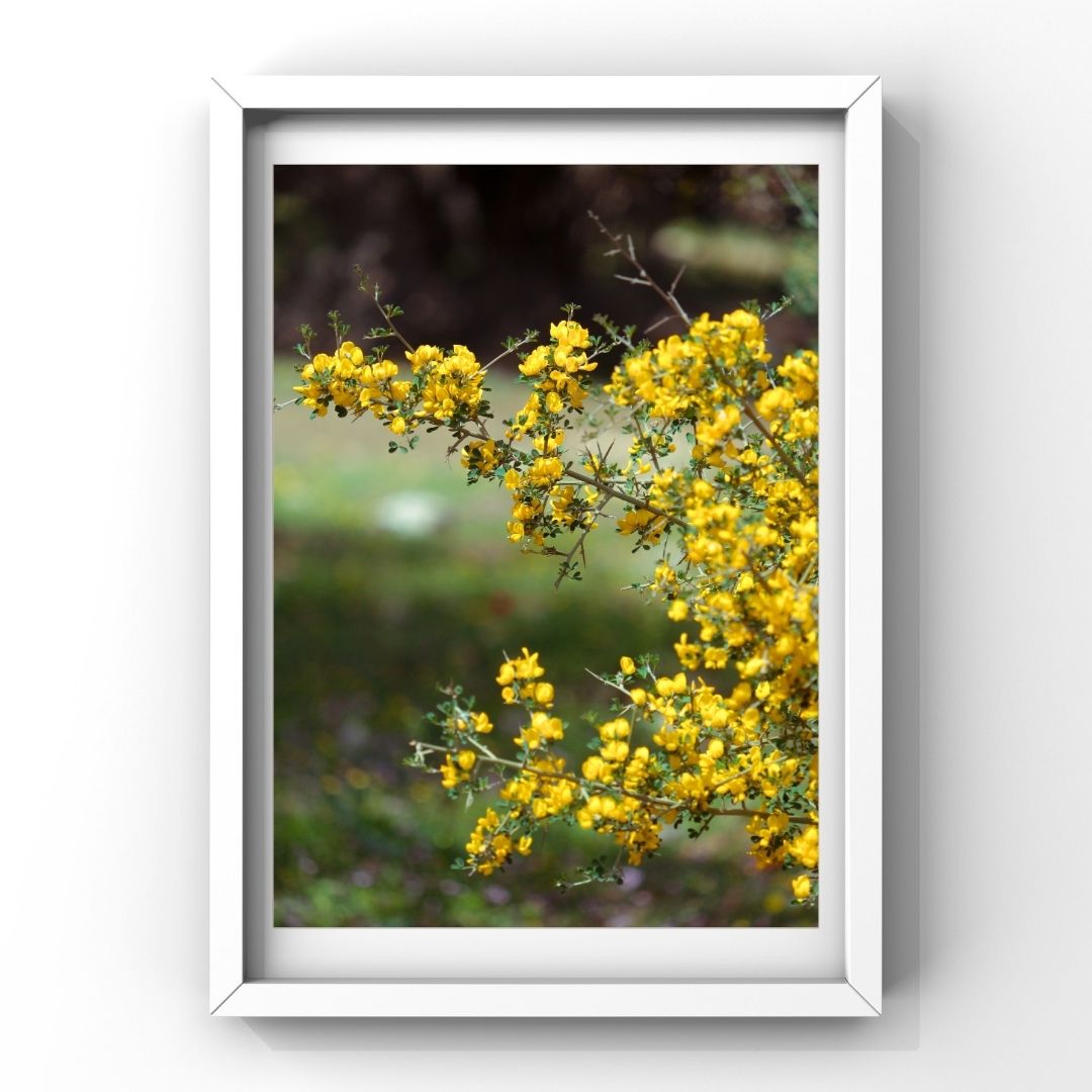 Levantine Kingdom of Tiny Flowers VIII