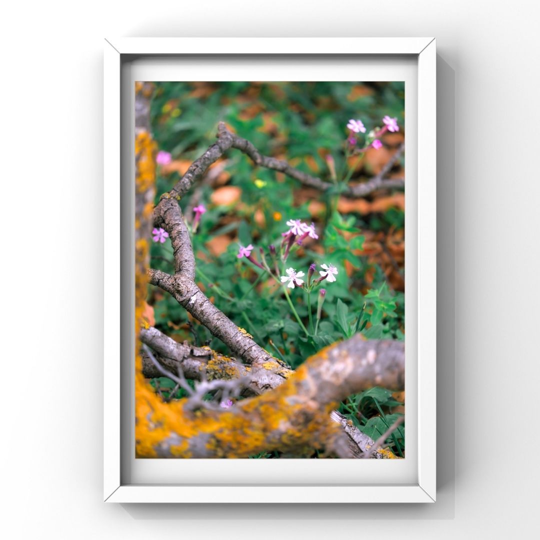 Levantine Kingdom of Tiny Flowers XVII