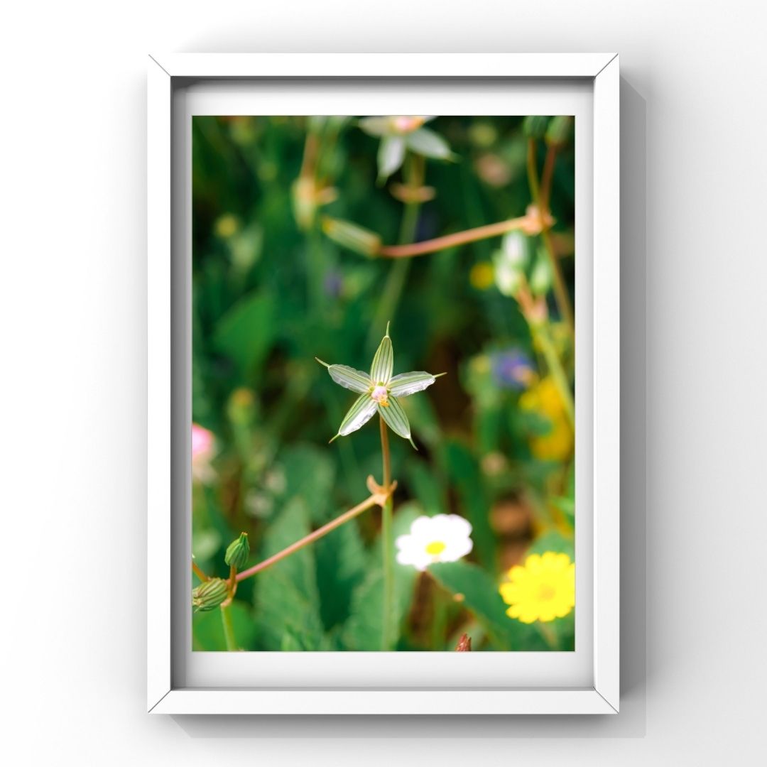 Levantine Kingdom of Tiny Flowers V