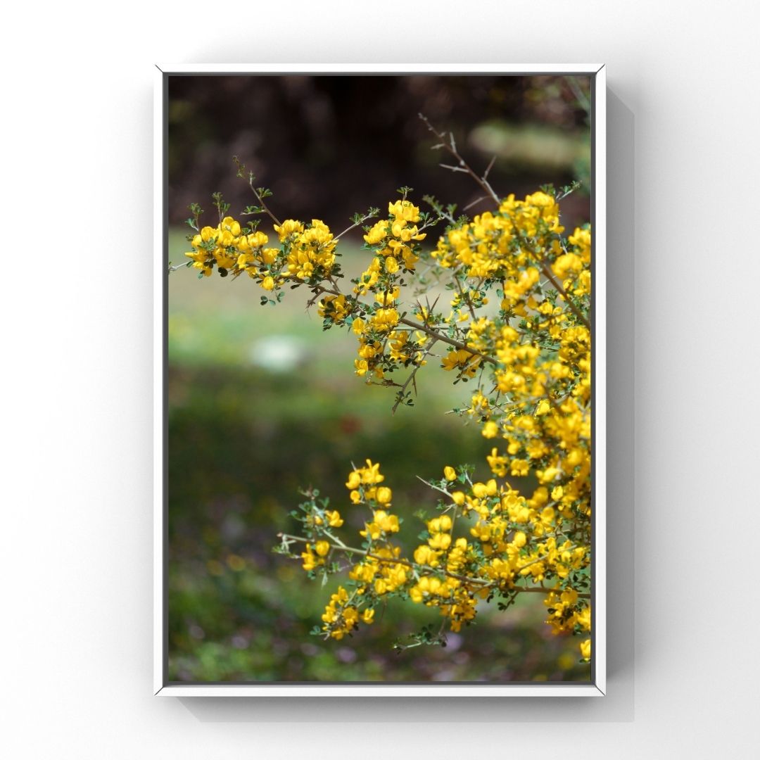 Levantine Kingdom of Tiny Flowers VIII
