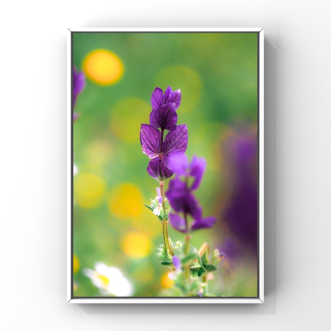 Levantine Kingdom of Tiny Flowers III