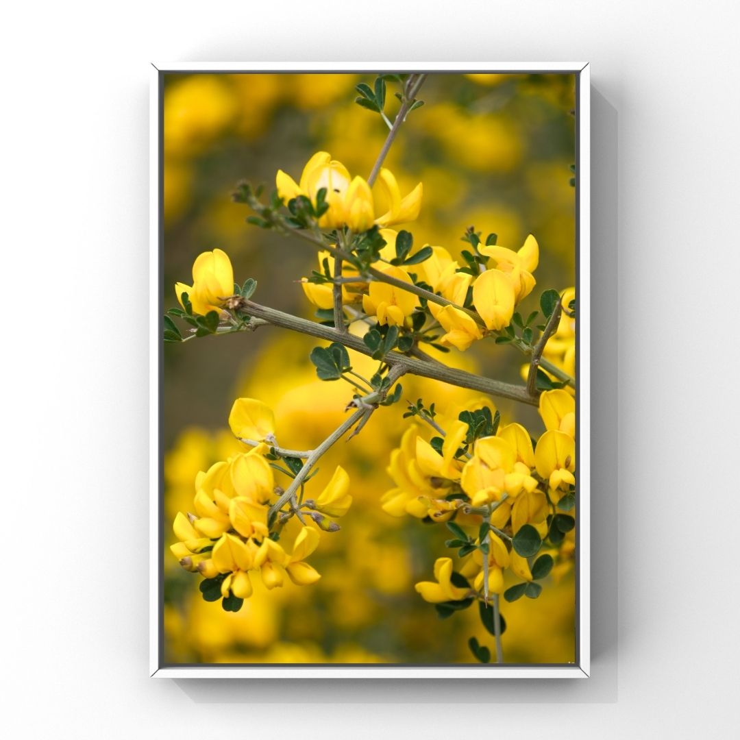 Levantine Kingdom of Tiny Flowers XI