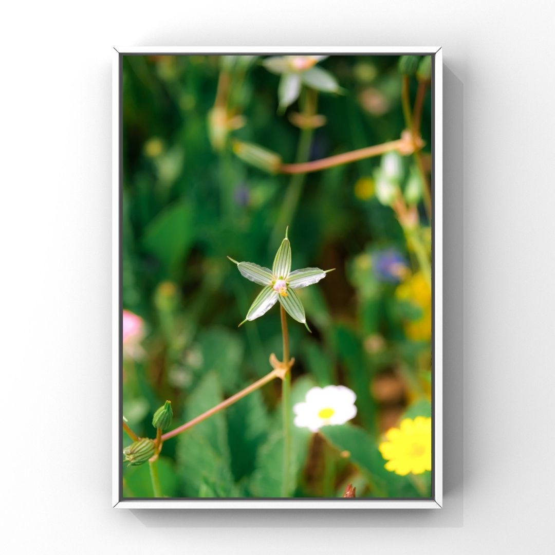 Levantine Kingdom of Tiny Flowers V