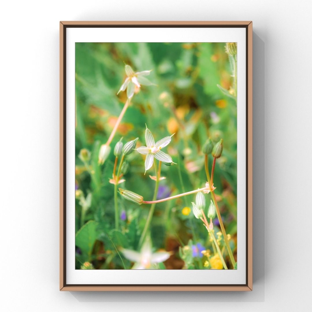 Levantine Kingdom of Tiny Flowers I