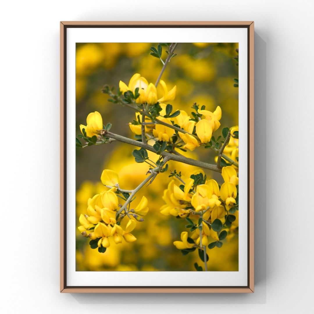 Levantine Kingdom of Tiny Flowers XI