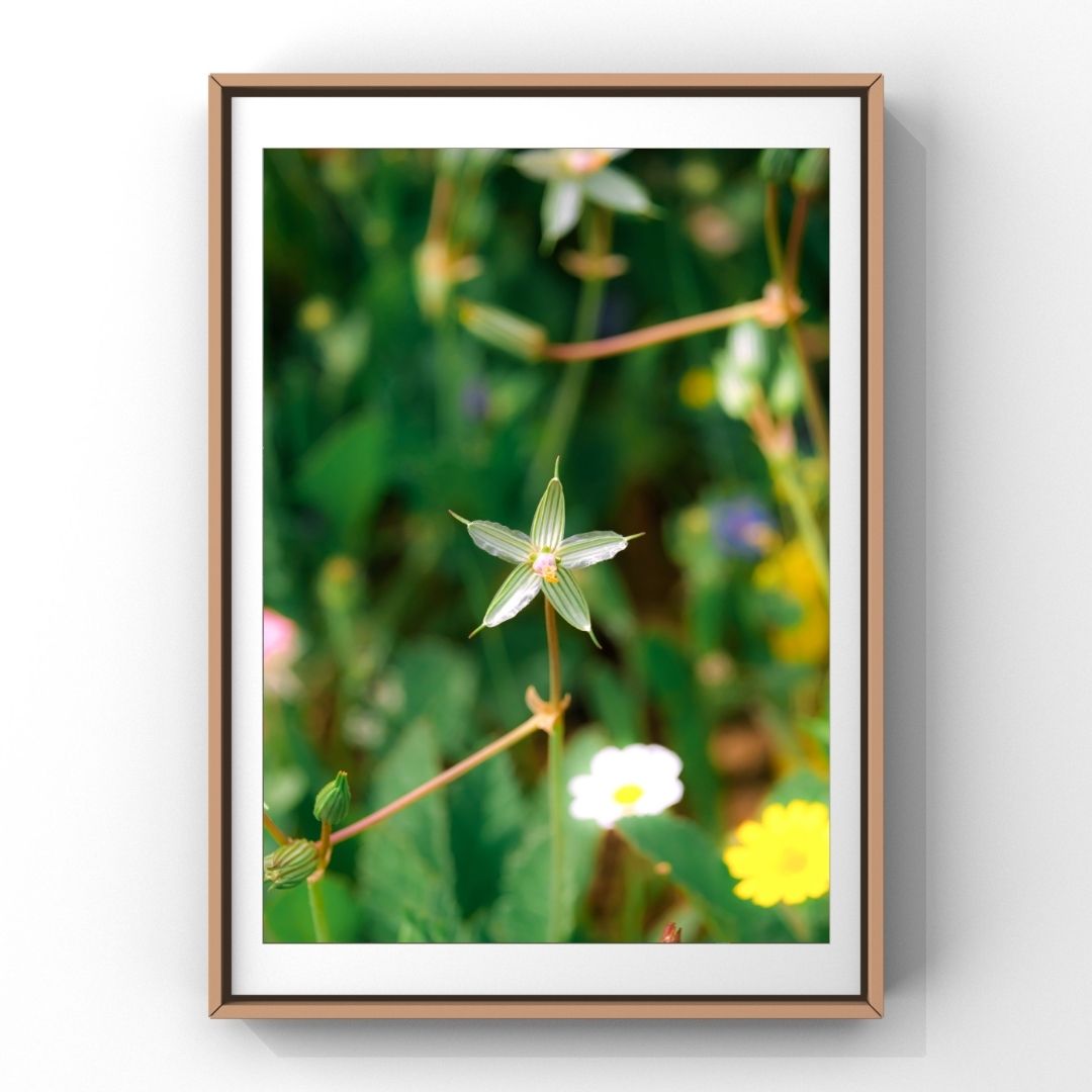 Levantine Kingdom of Tiny Flowers V
