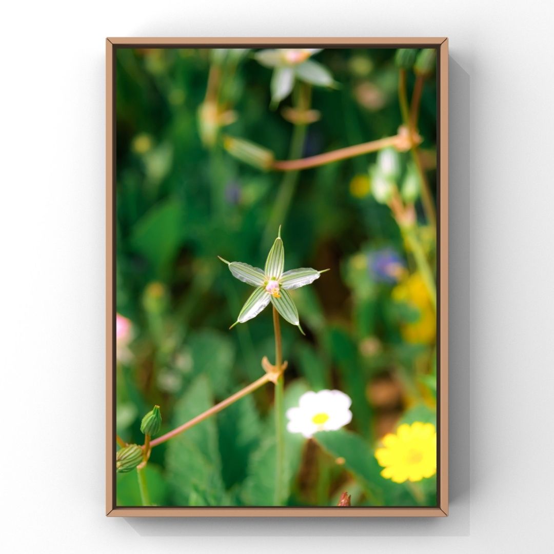 Levantine Kingdom of Tiny Flowers V