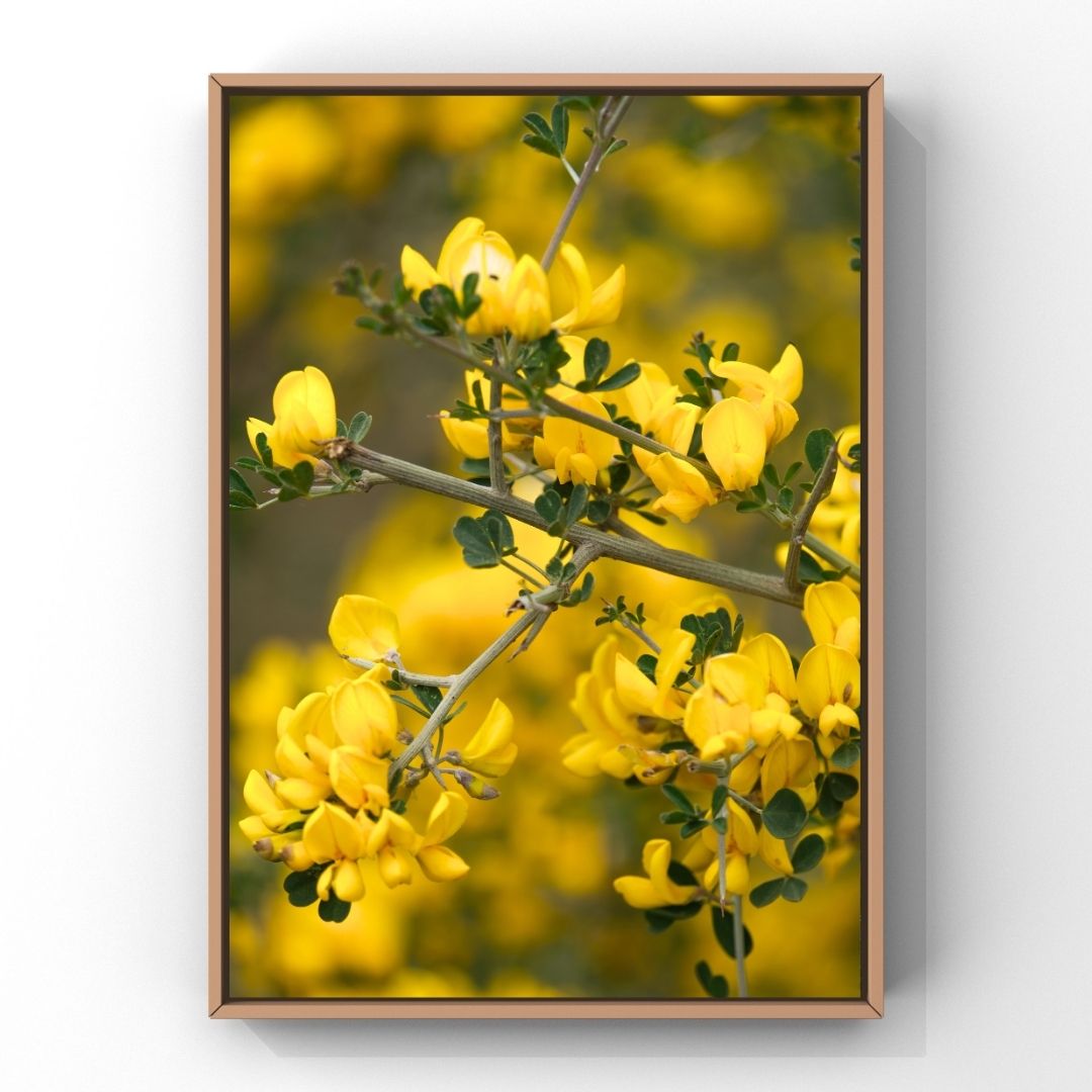 Levantine Kingdom of Tiny Flowers XI