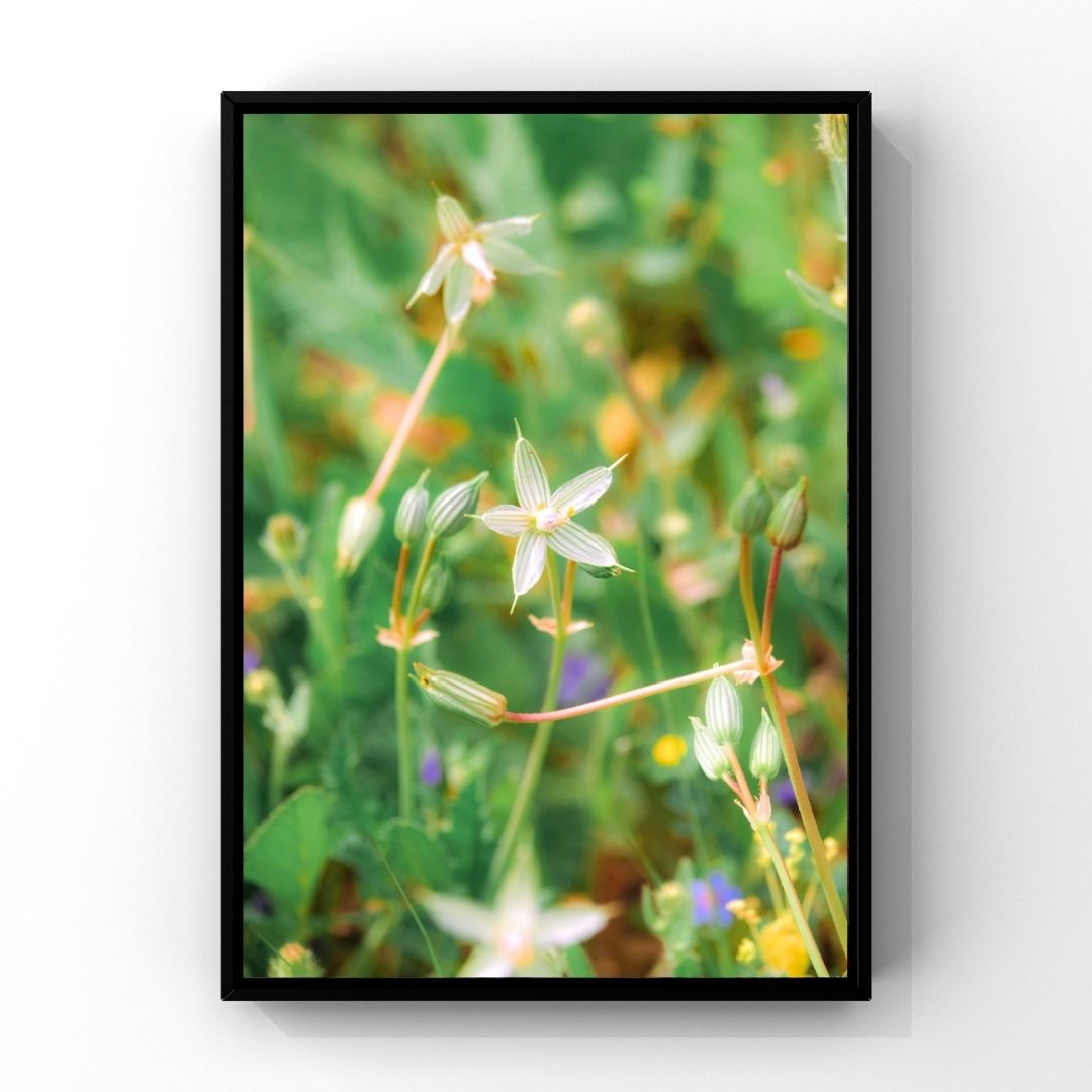 Levantine Kingdom of Tiny Flowers I