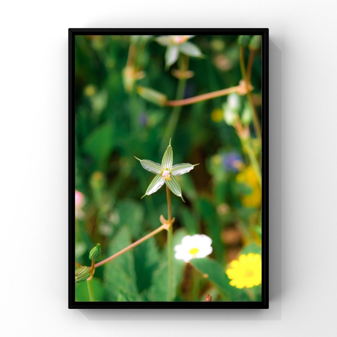 Levantine Kingdom of Tiny Flowers V