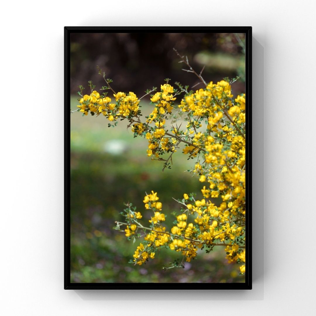 Levantine Kingdom of Tiny Flowers VIII