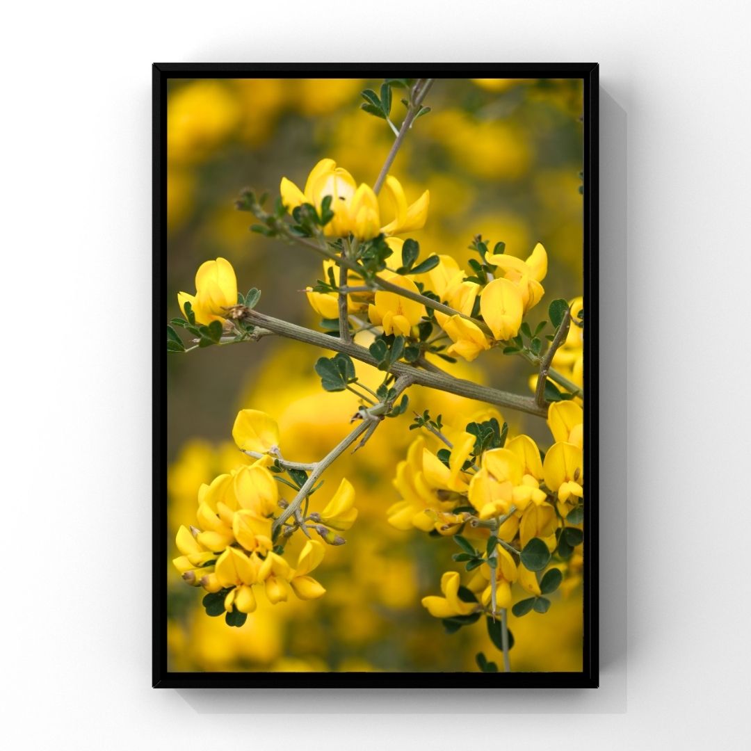 Levantine Kingdom of Tiny Flowers XI
