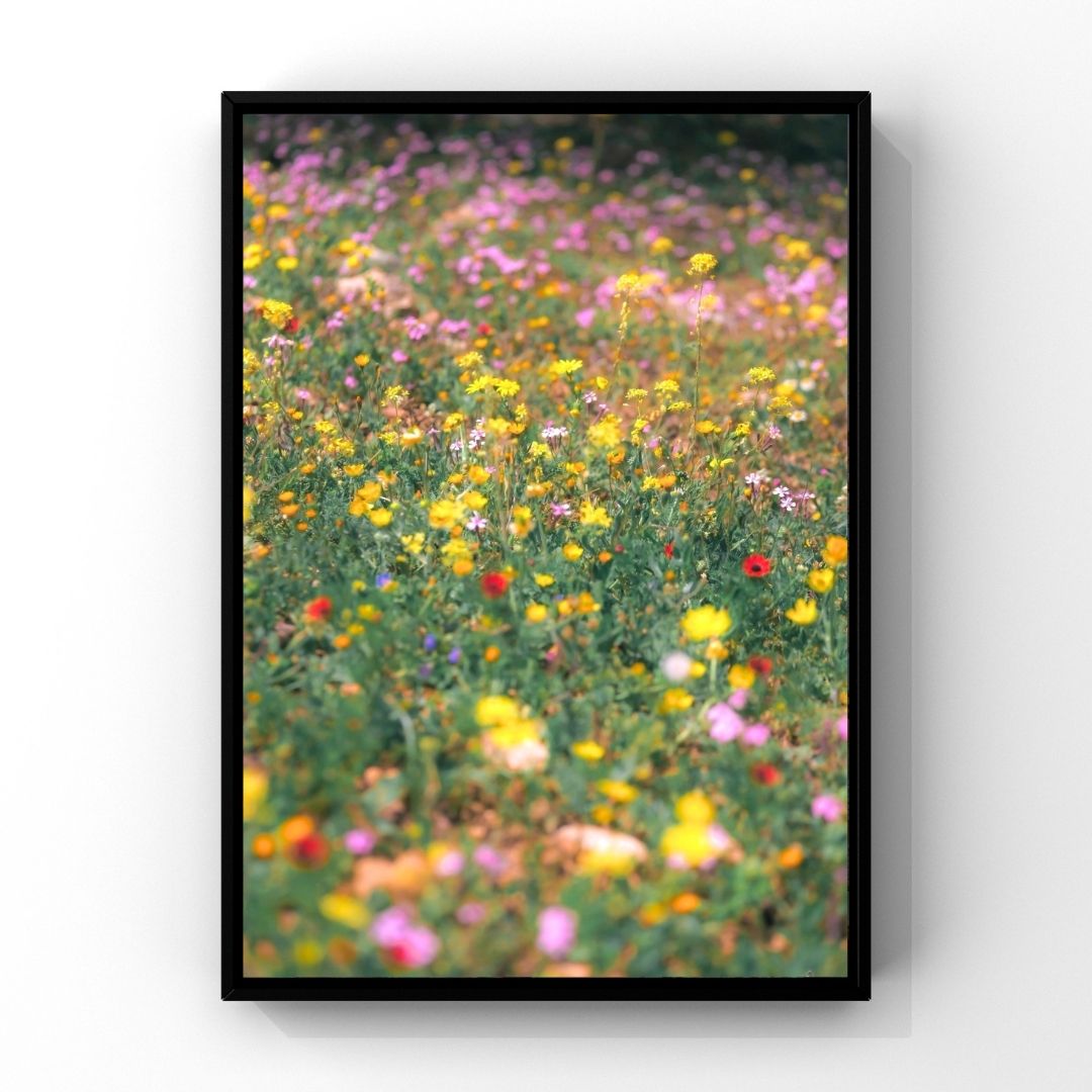 Levantine Kingdom of Tiny Flowers II