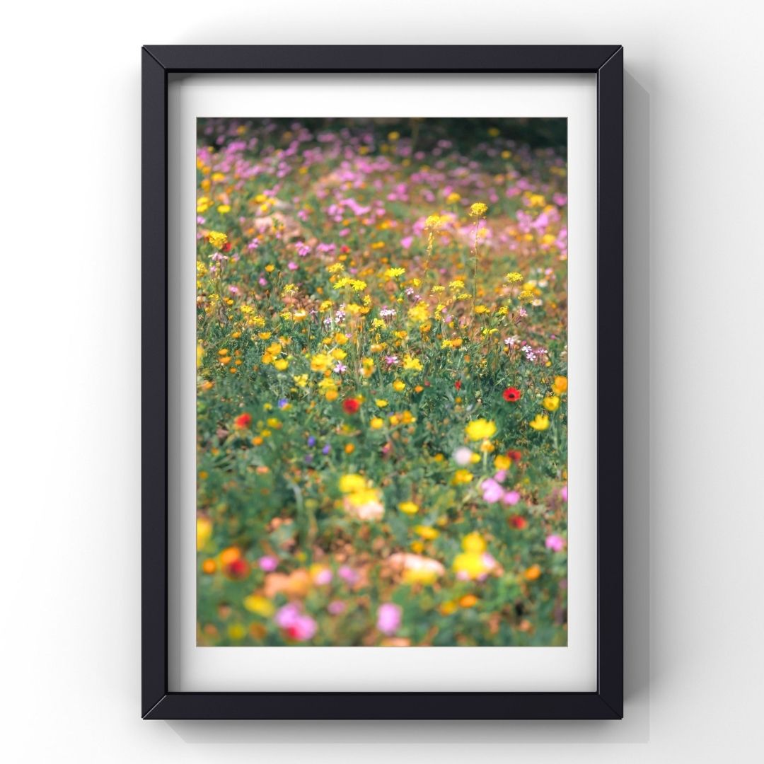 Levantine Kingdom of Tiny Flowers II