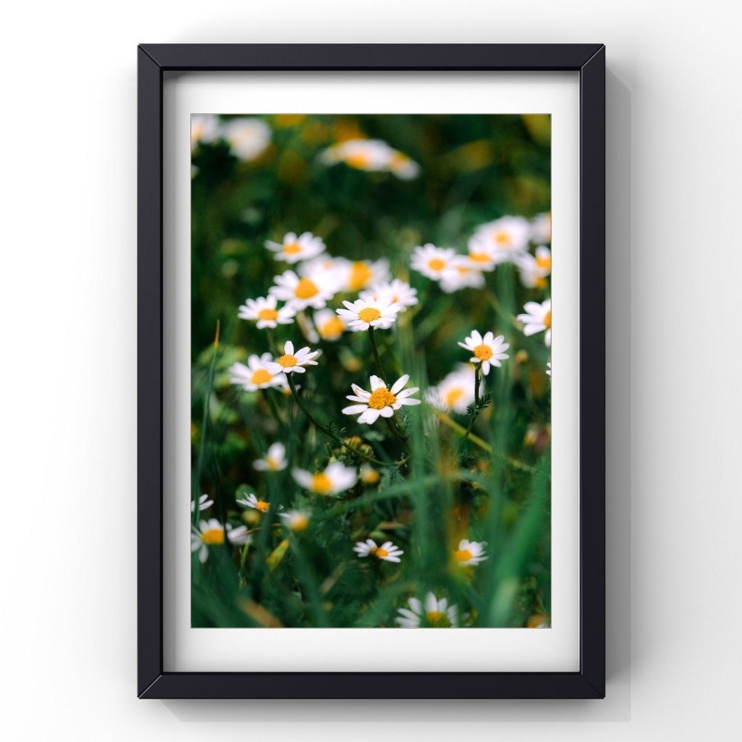 Levantine Kingdom of Tiny Flowers VI
