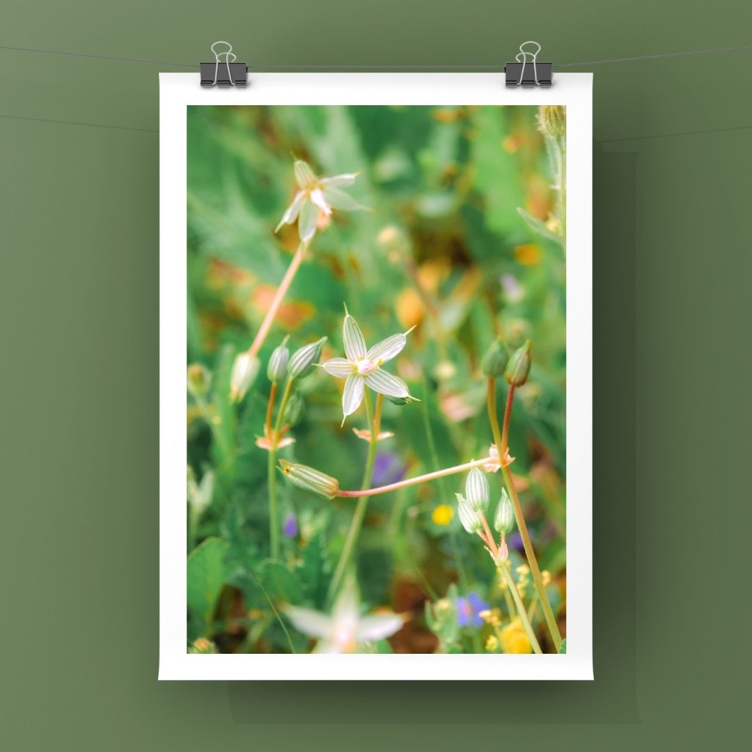 Levantine Kingdom of Tiny Flowers I