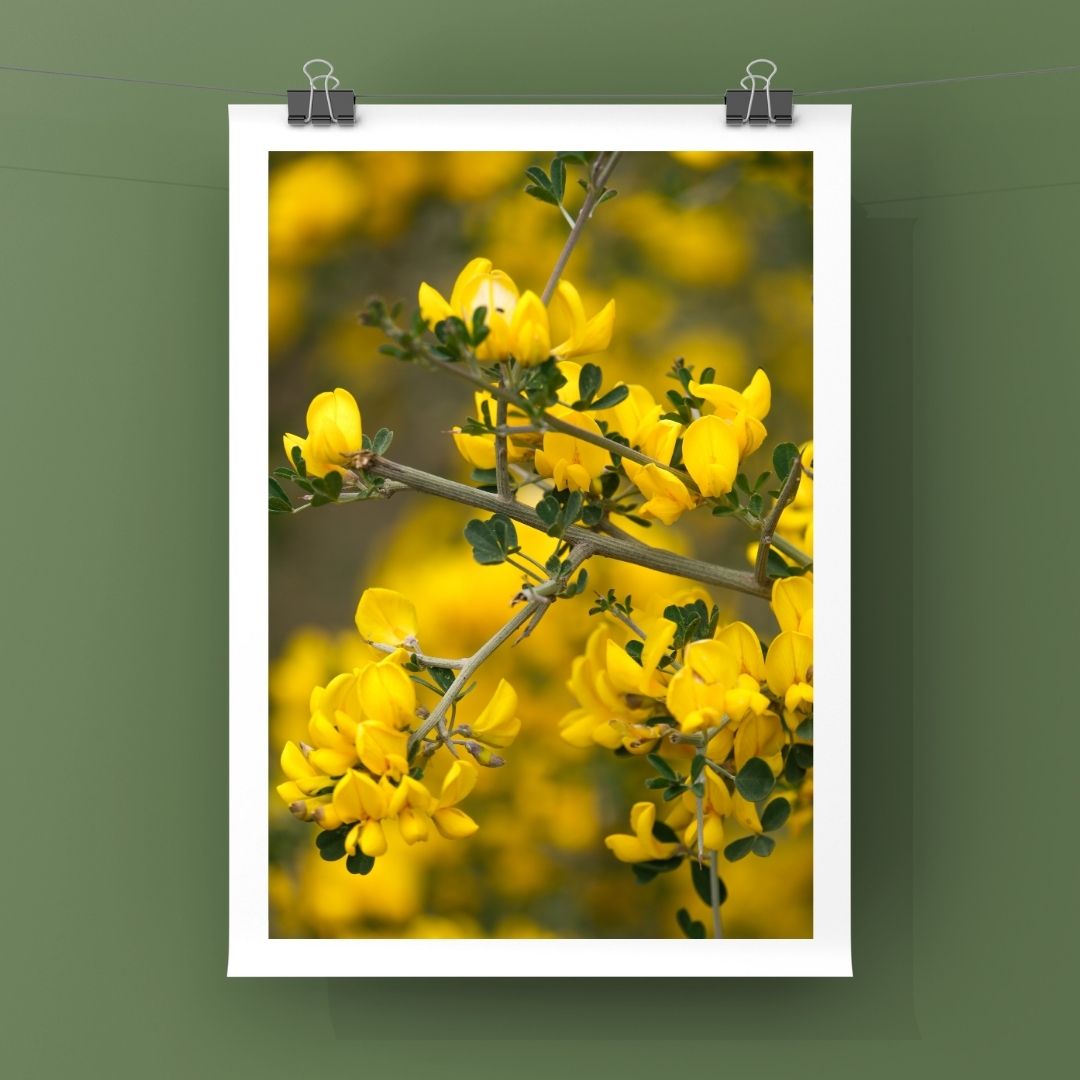 Levantine Kingdom of Tiny Flowers XI