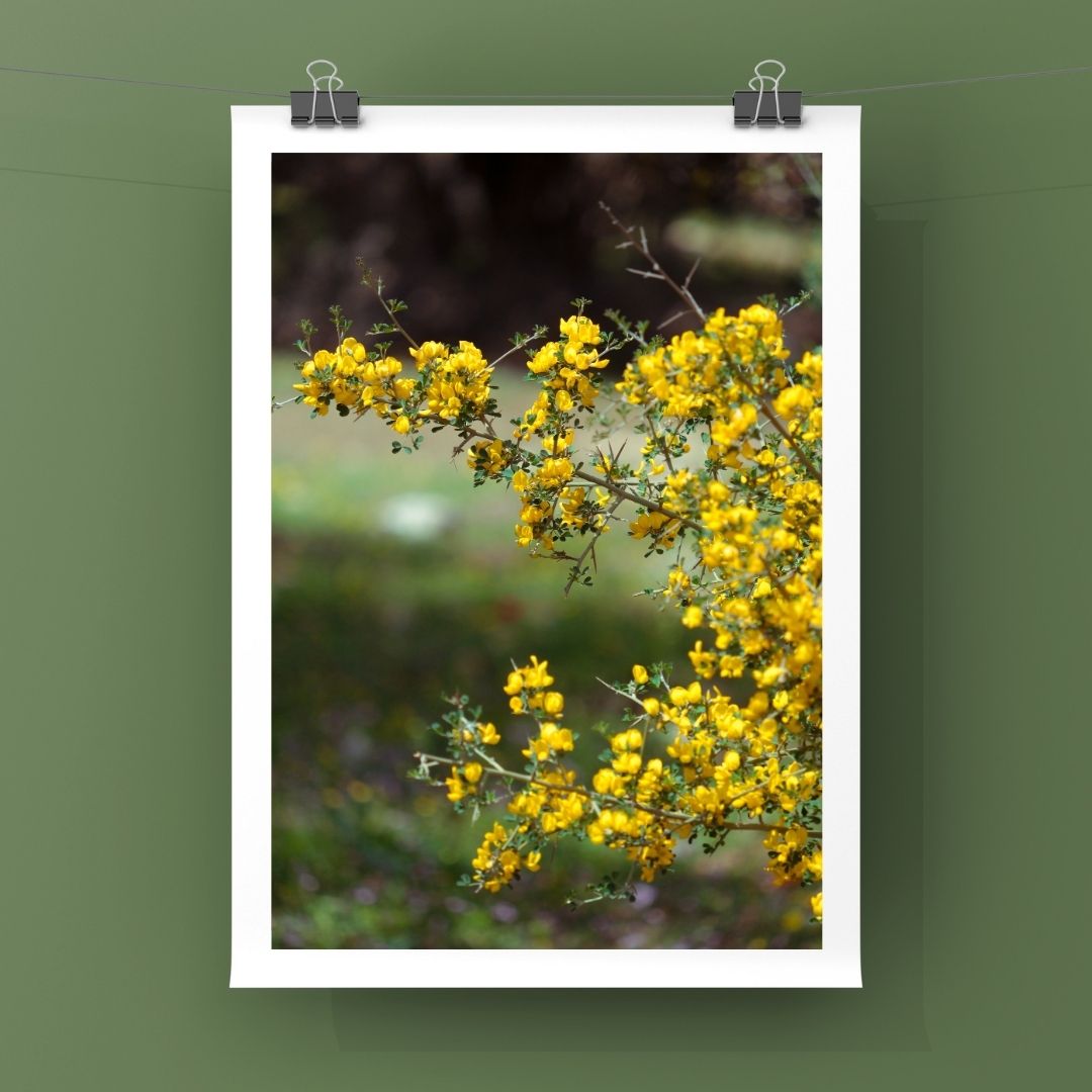 Levantine Kingdom of Tiny Flowers VIII