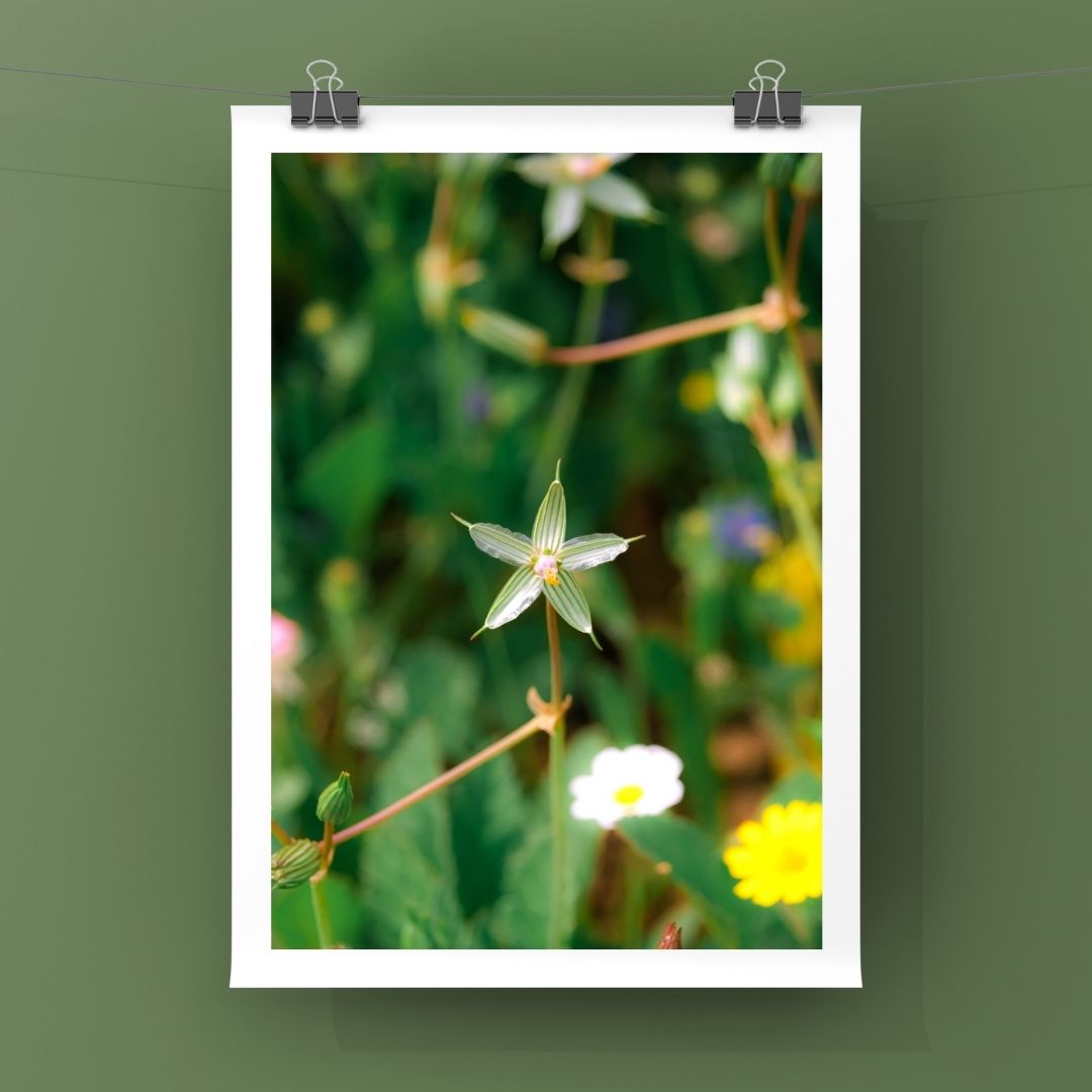 Levantine Kingdom of Tiny Flowers V