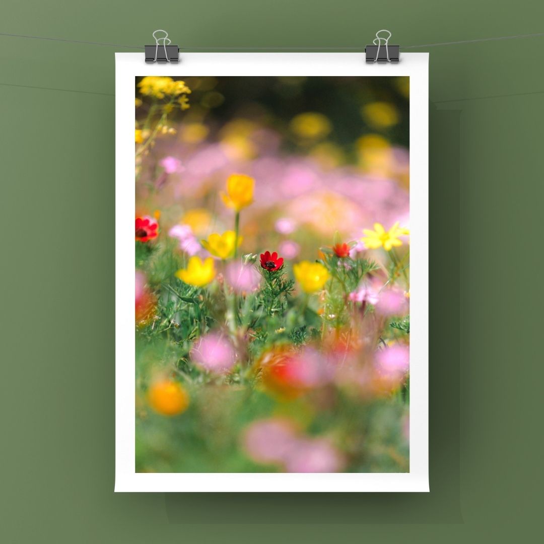 Levantine Kingdom of Tiny Flowers X