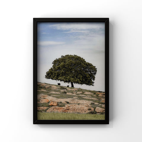 Under The Sahabi Tree - Jordan
