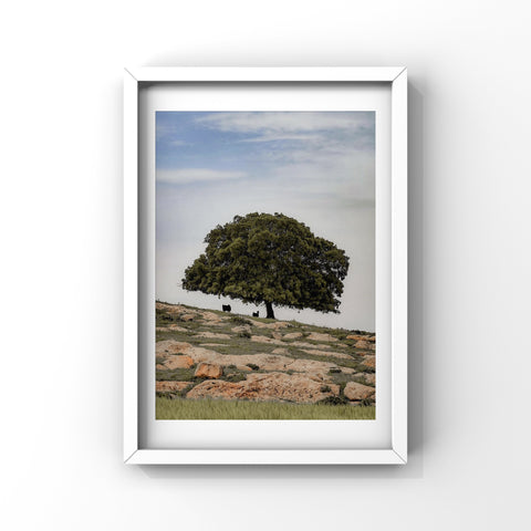 Under The Sahabi Tree - Jordan